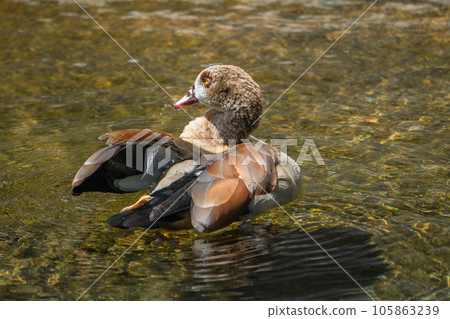Egyptian Goose Tennoji Zoo Hippopotamus House Egyptian Goose Tennoji Zoo Hippopotamus House 105863239
