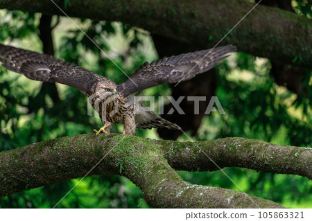 少年蒼鷹~年輕卻很酷~ 少年蒼鷹~年輕卻很酷~ 105863321