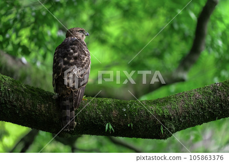 Juvenile goshawk ~Young but cool~ 105863376