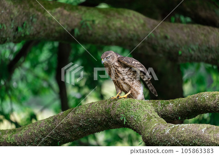 Juvenile goshawk ~Young but cool~ 105863383