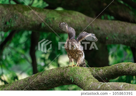 Juvenile goshawk ~Young but cool~ Juvenile goshawk ~Young but cool~ 105863391