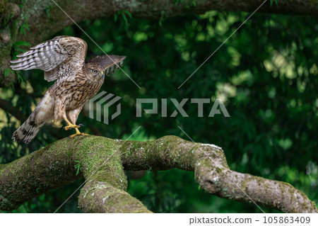 Juvenile goshawk ~Young but cool~ 105863409