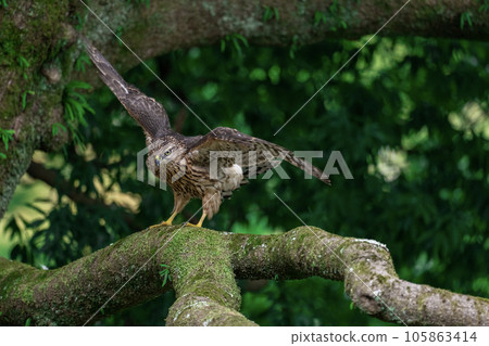 Juvenile goshawk ~Young but cool~ 105863414