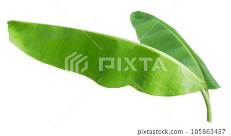 Banana leaf isolated on white background 105863487