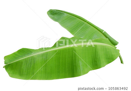 Banana leaf isolated on white background Banana leaf isolated on white background 105863492