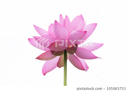 Lotus flower 105863751
