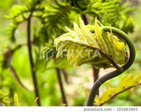 蕨類植物的芽～營養葉～ 105863903