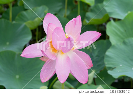 Lotus flower 105863942