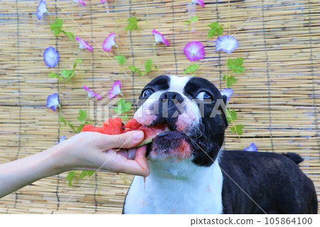 波士頓梗犬 Mighty 在掛著牽牛花的竹簾前吃著他最喜歡的西瓜♡ 波士頓梗犬 Mighty 在掛著牽牛花的竹簾前吃著他最喜歡的西瓜♡ 105864100