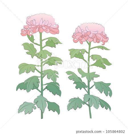 粉紅菊花的插圖 粉紅菊花的插圖 105864802