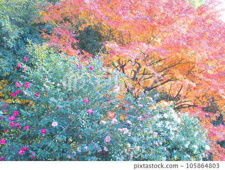 Hamanasu 和秋葉 105864803