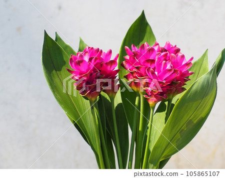 pink curcuma flower 105865107