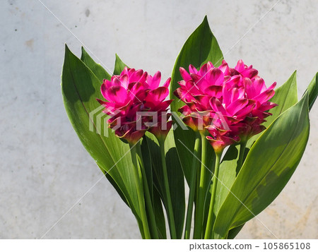 pink curcuma flower 105865108