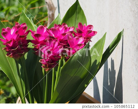 pink curcuma flower pink curcuma flower 105865112