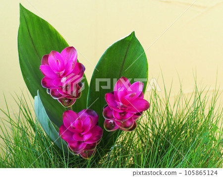 pink curcuma flower 105865124