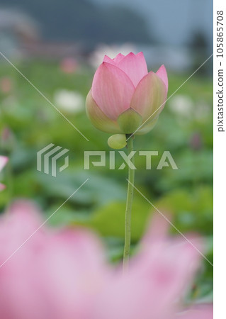 粉紅色的蓮花開始綻放 粉紅色的蓮花開始綻放 105865708