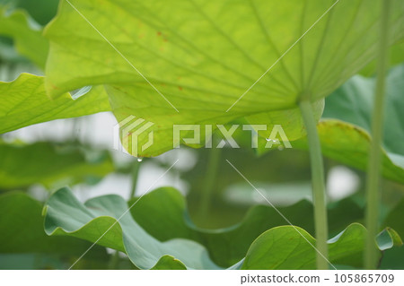 蓮花葉子和水滴 蓮花葉子和水滴 105865709