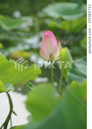 pink lotus bud pink lotus bud 105865712