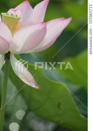 蓮花和水滴 蓮花和水滴 105865715