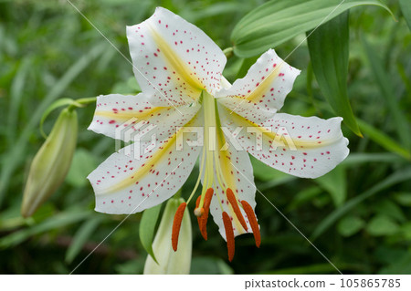 Yamamura flower 105865785