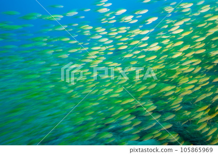 一群兔魚小笠原 105865969