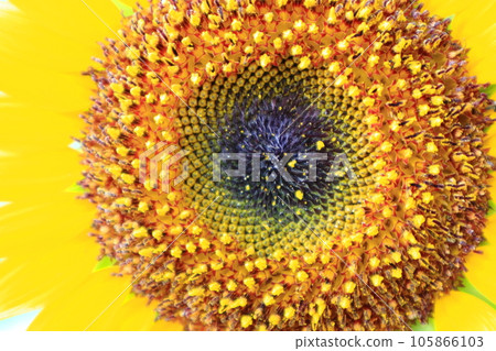 Take a close-up shot of sunflowers 105866103