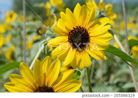 向日葵的花朵 向日葵的花朵 105866329