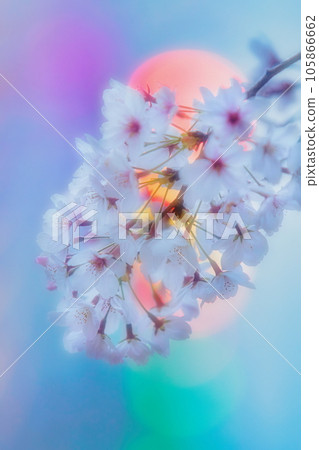 Cherry blossoms in one room 105866662