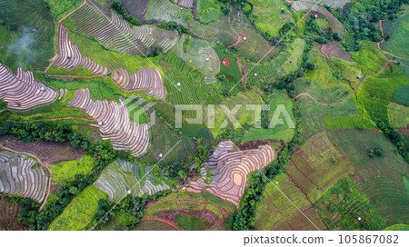 top view rice fields on terraced  , rice plantations , Chiangmai province , North of thailand 105867082