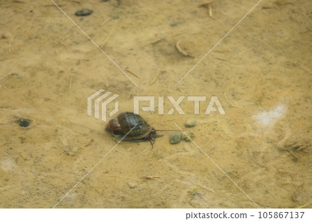 Jumbo snail crawling in paddy fields Jumbo snail crawling in paddy fields 105867137