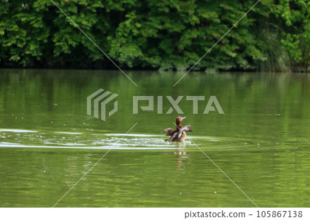 A duck spreading wings 105867138