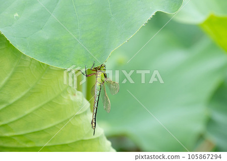 Aoyanma lotus leaves 105867294