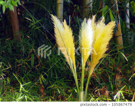 潘帕斯草和竹子 105867479