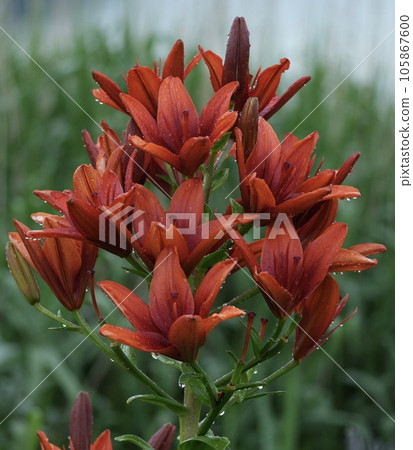 水滴裝飾的百合 水滴裝飾的百合 105867600