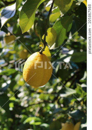 Setonai lemon Setonai lemon 105867988