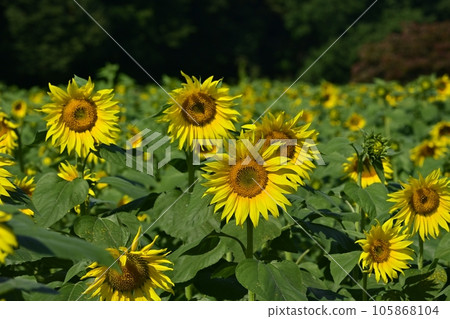 太陽花田 太陽花田 105868104