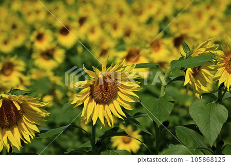 Sun flower field 105868125