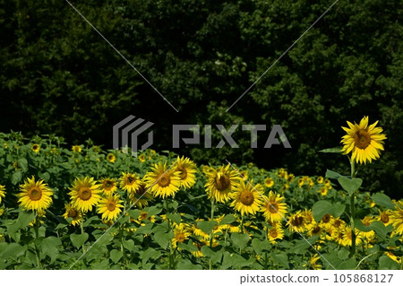 Sun flower field 105868127