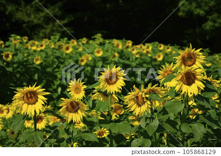 太陽花田 105868129