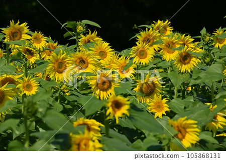 太陽花田 105868131