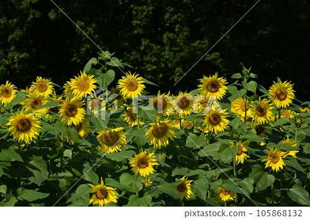 太陽花田 105868132