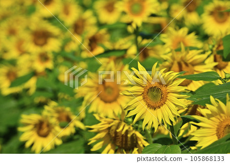 太陽花田 太陽花田 105868133