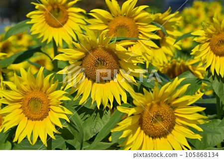 太陽花田 太陽花田 105868134