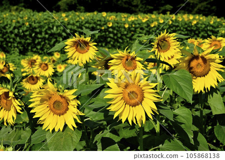 Sun flower field Sun flower field 105868138