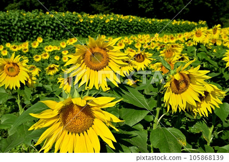 太陽花田 太陽花田 105868139