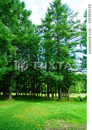 北海道風之花園之夏 北海道風之花園之夏 105868548