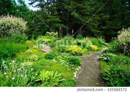 北海道風之花園之夏 北海道風之花園之夏 105868572