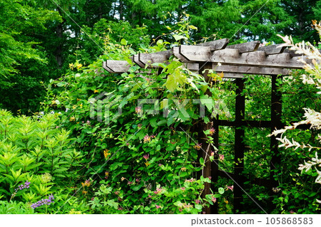 北海道風之花園之夏 105868583