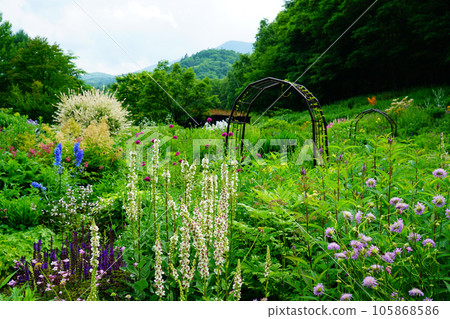 北海道風之花園之夏 105868586