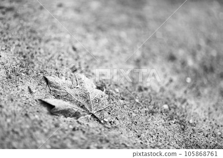 dry old leaf from tree lying lonely on dirty sand in park. dry old leaf from tree lying lonely on dirty sand in park. 105868761